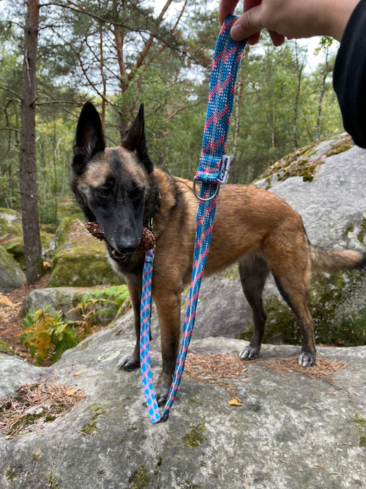 Laisse pour chien ou chat