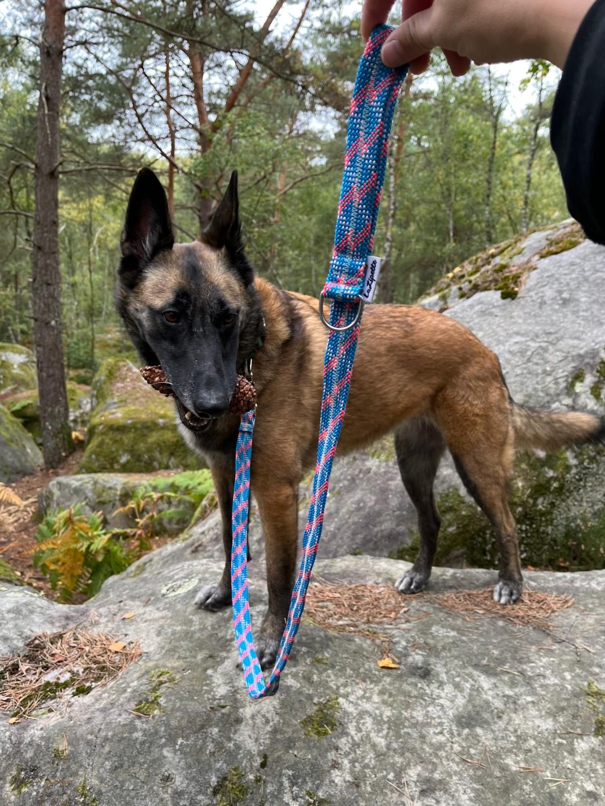 Laisse pour animaux - chien, chat