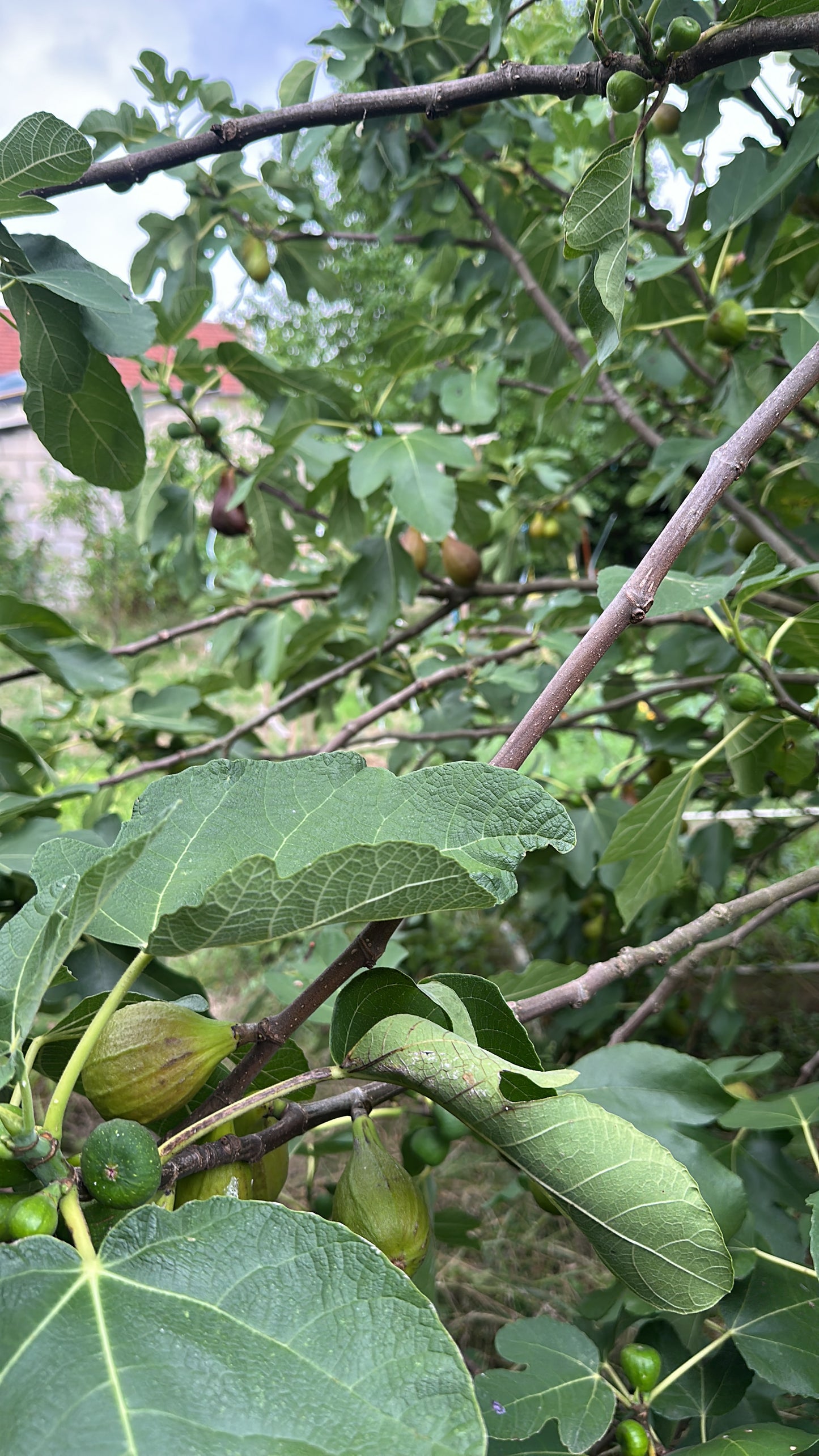 Infusion feuille de figuier vrac