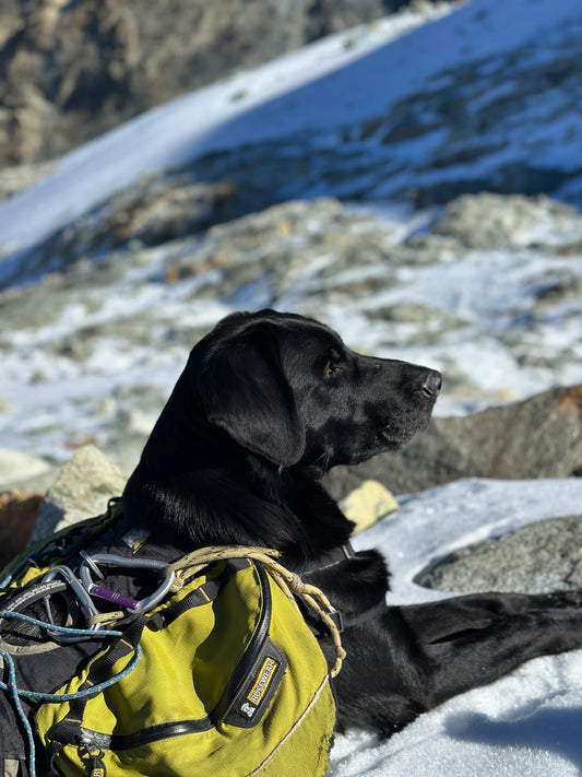 Laisse pour animaux - chien, chat