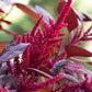 Monkey Chalk magnésie liquide Rose Pigment végétal naturel d’amarante rouge